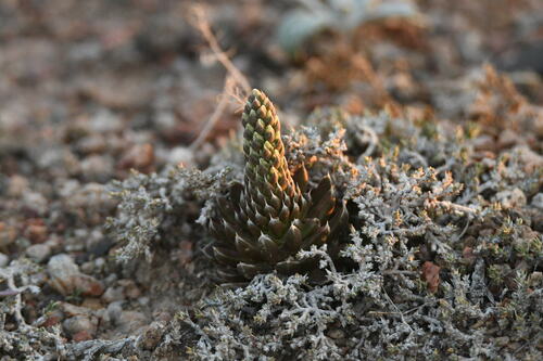 Orostachys thyrsiflora