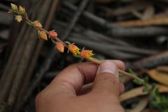 Echeveria bicolor