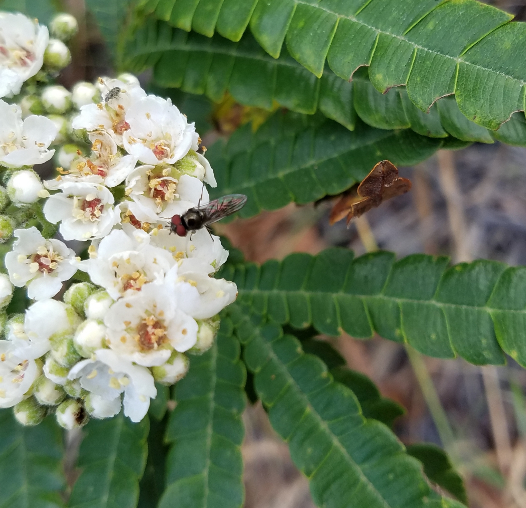 Lyonothamnus