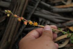Echeveria bicolor