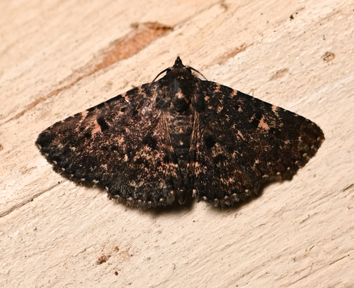 Black Fungus Moth photo 4