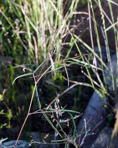 Image of Desmodium rosei by (c) Andrew Tree, some rights reserved (CC BY)