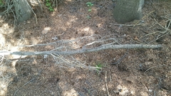 Tamiasciurus fremonti