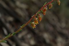 Echeveria bicolor