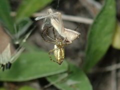 Tetragnatha pinicola