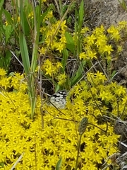 Melanargia galathea