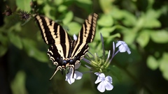 Papilio pilumnus