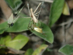 Tetragnatha pinicola