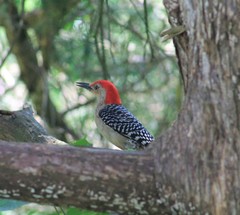 Melanerpes carolinus
