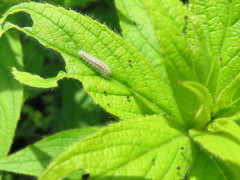 Oidaematophorus lithodactyla