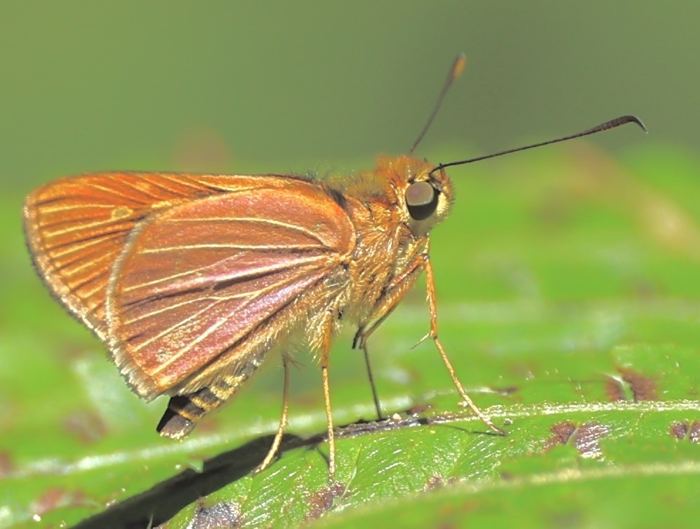 Vertica verticalis