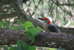 Melanerpes carolinus