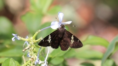 Celaenorrhinus stallingsi
