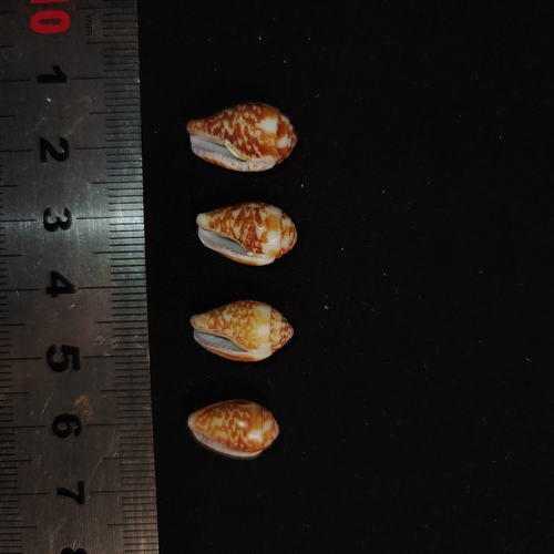 Pyrene punctata observed 2024-08-05