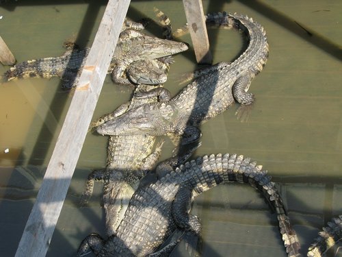 Crocodylus siamensis