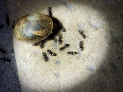 Technomyrmex difficilis