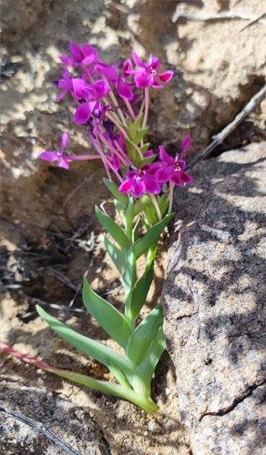 Image of Lapeirousia silenoides by (c) Andreas Schneider, some rights reserved (CC BY)