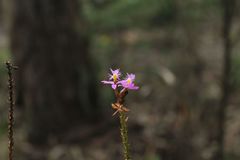 Epidendrum arachnoglossum
