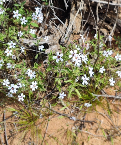 Image of Jamesbrittenia racemosa by (c) Andreas Schneider, some rights reserved (CC BY)