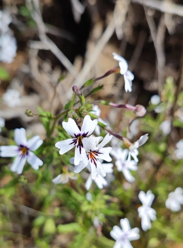 Image of Jamesbrittenia racemosa by (c) Andreas Schneider, some rights reserved (CC BY)