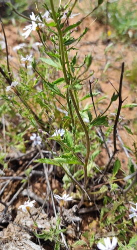 Image of Jamesbrittenia racemosa by (c) Andreas Schneider, some rights reserved (CC BY)