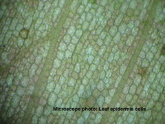 Thalassodendron leptocaule