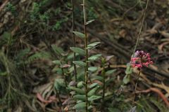 Epidendrum arachnoglossum
