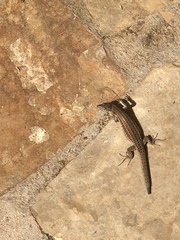 Podarcis pityusensis
