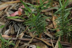 Maxillaria graminifolia