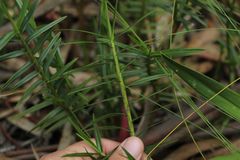 Maxillaria graminifolia