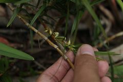 Maxillaria graminifolia