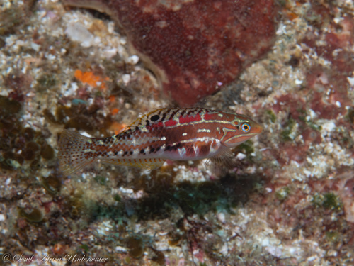 KwaZulu Natal wrasse