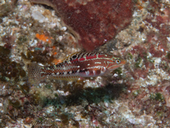 Kwa-Zulu Natal Wrasse photo 2