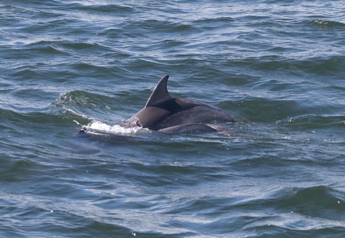 Tamanend's Bottlenose Dolphin photographed in New York