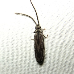 Tenomerga cinerea