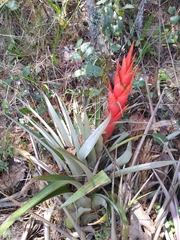 Tillandsia ponderosa