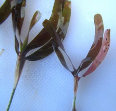 Thalassodendron leptocaule