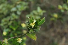 Palicourea boqueronensis