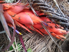 Tillandsia ponderosa