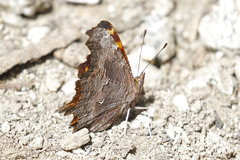 Polygonia oreas