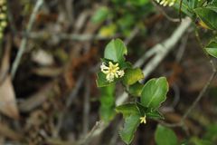Palicourea boqueronensis