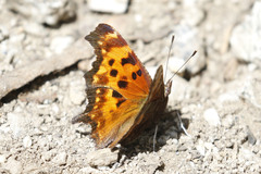 Polygonia oreas