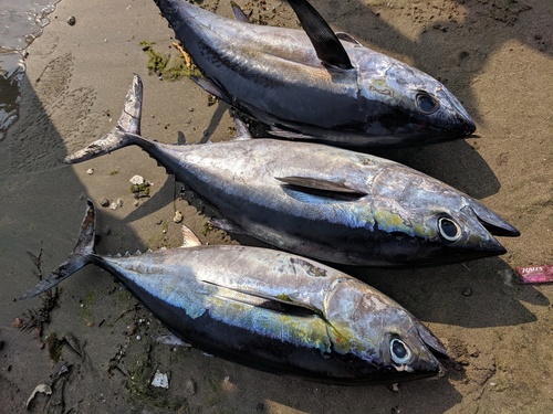 Thunnus atlanticus