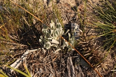 Centella tridentata litoralis