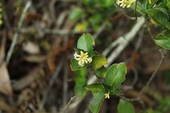 Palicourea boqueronensis