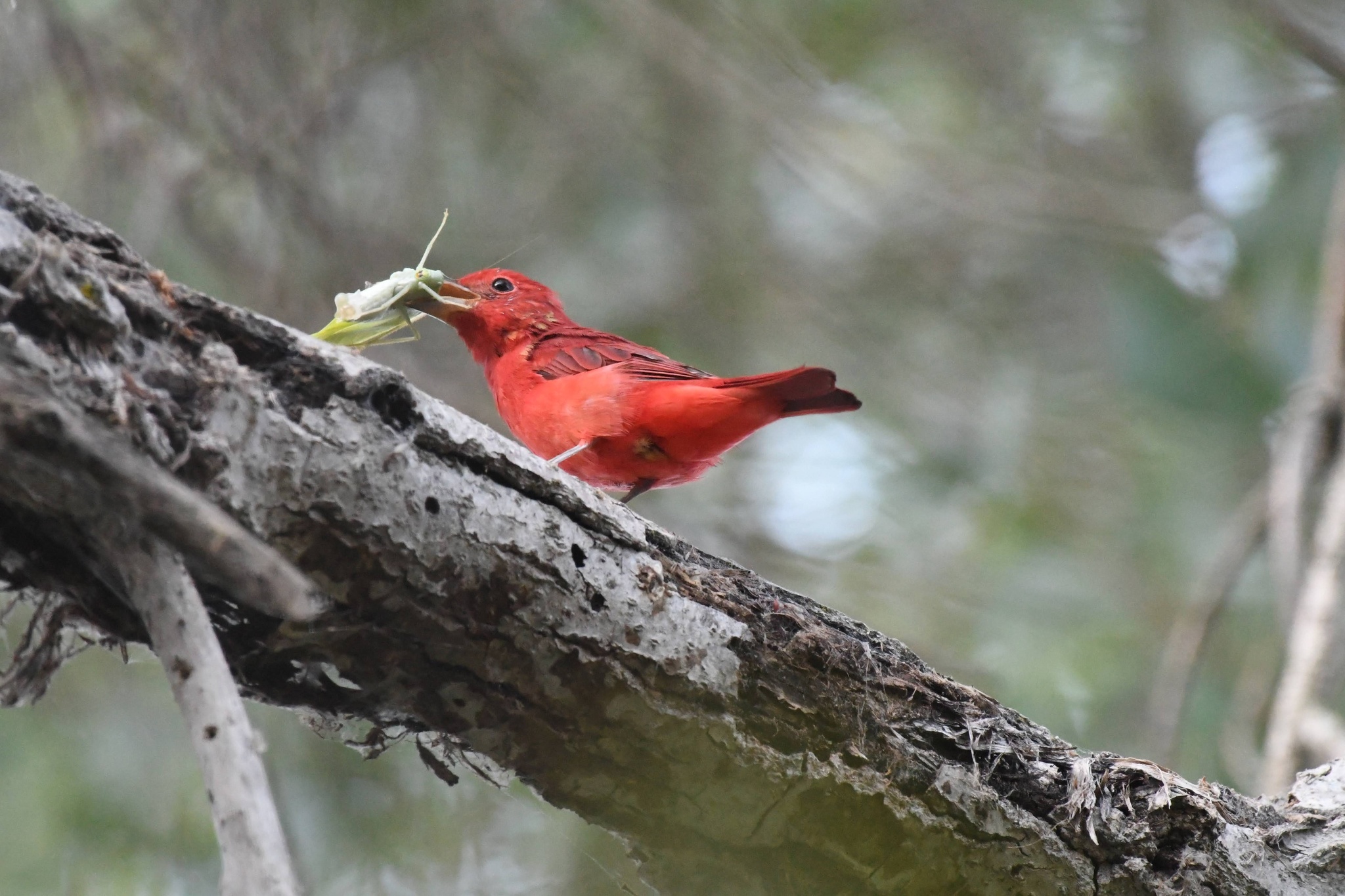 Summer Tanager (Piranga rubra)