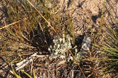 Centella tridentata litoralis