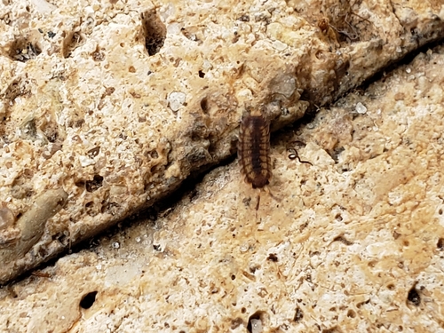Trachelipodidae image