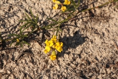 Rhynchosia ferulifolia