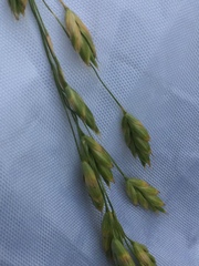 Bromus secalinus
